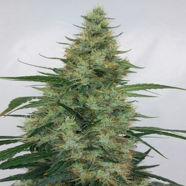 Ace Seeds - LIMITED EDITION Super Panama Haze